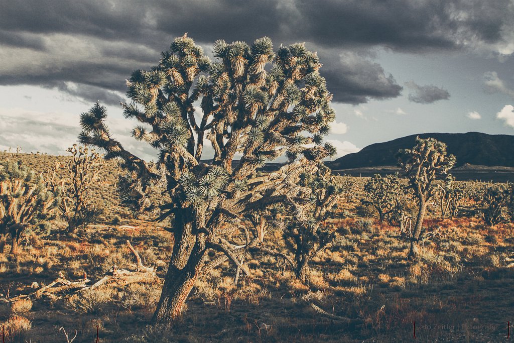 Joshua Tree