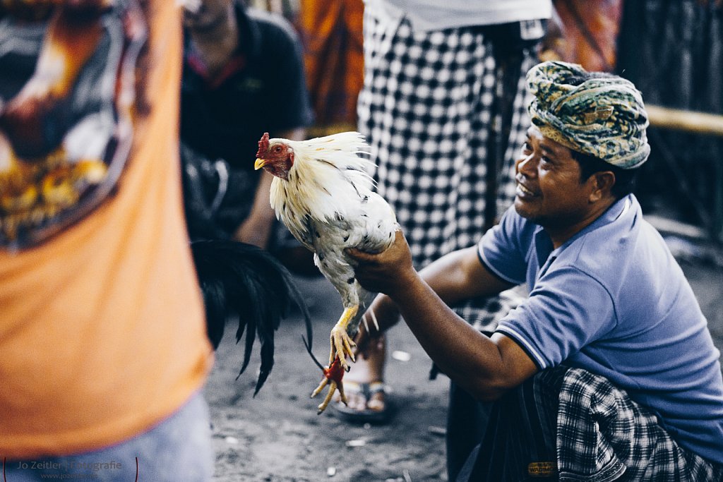 Hahnenkampf in Ubud auf Bali